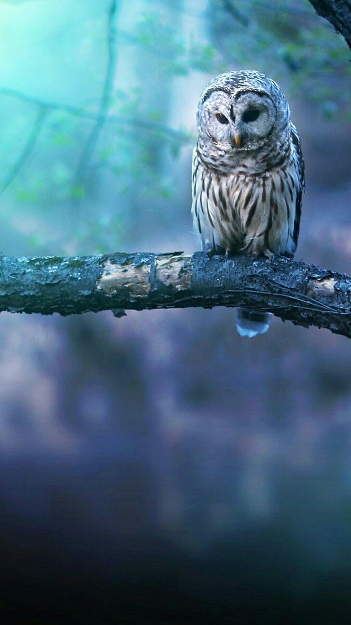 owl