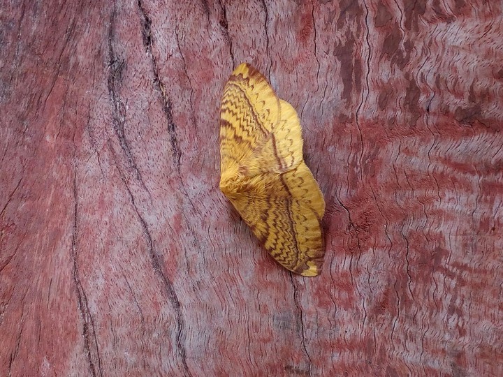 Moth