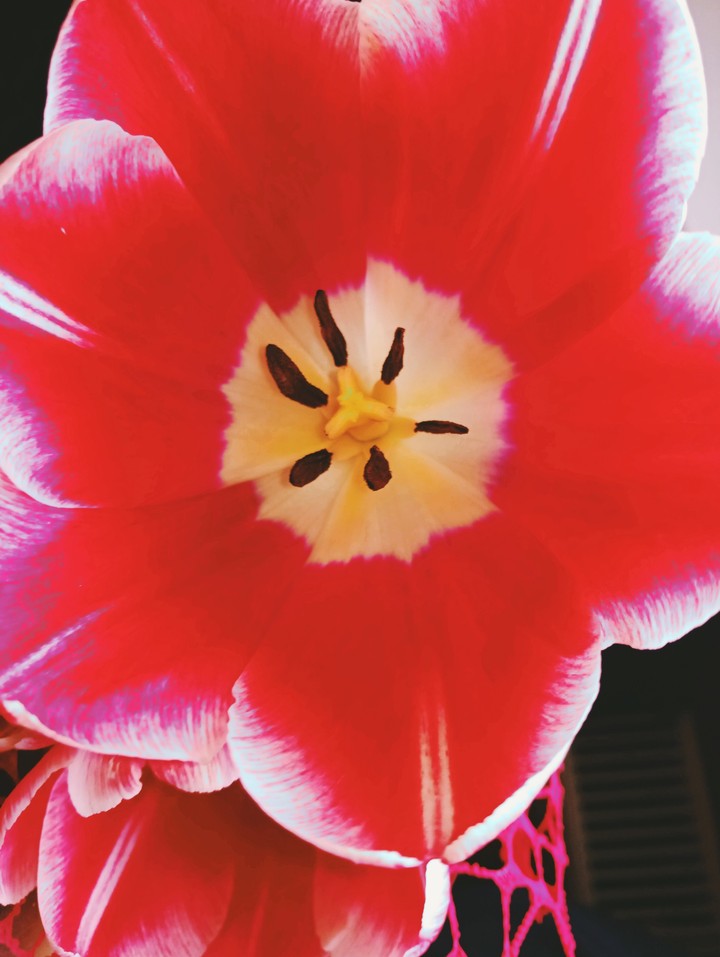 tulip