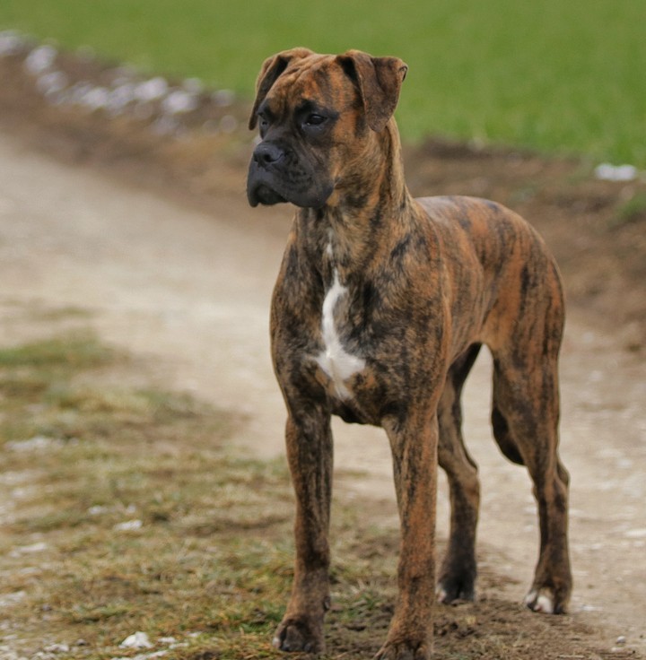 Ares.