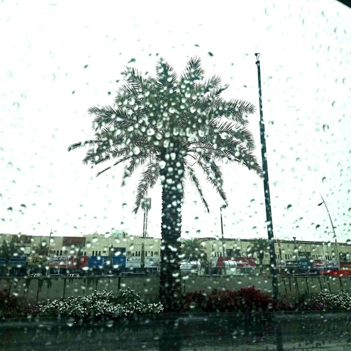 rain palm