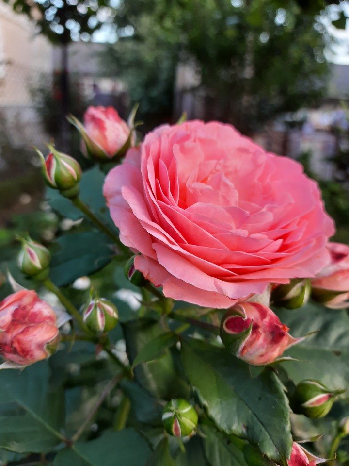 roses