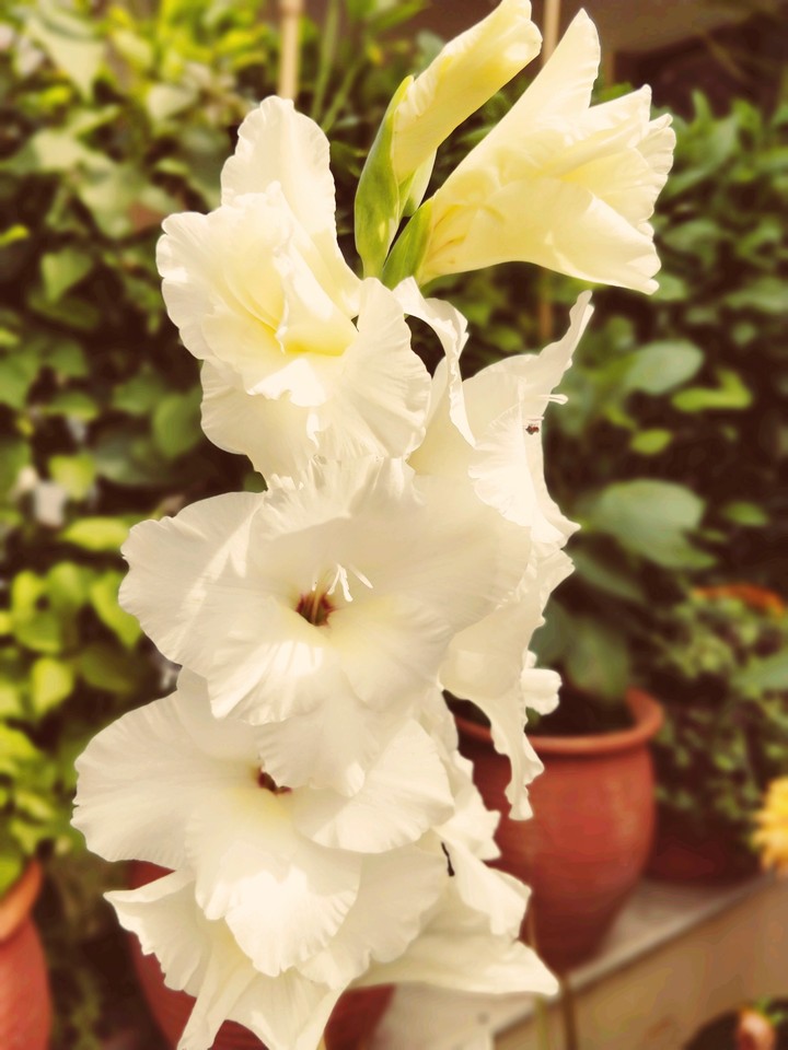 blooming flower