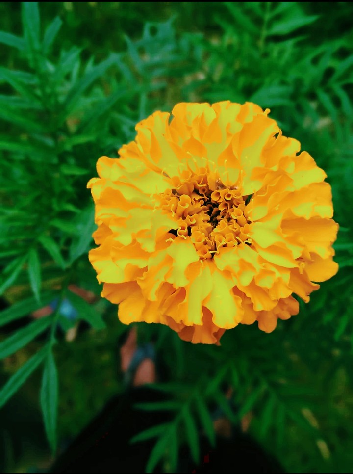 flowers are my fav clicks each time