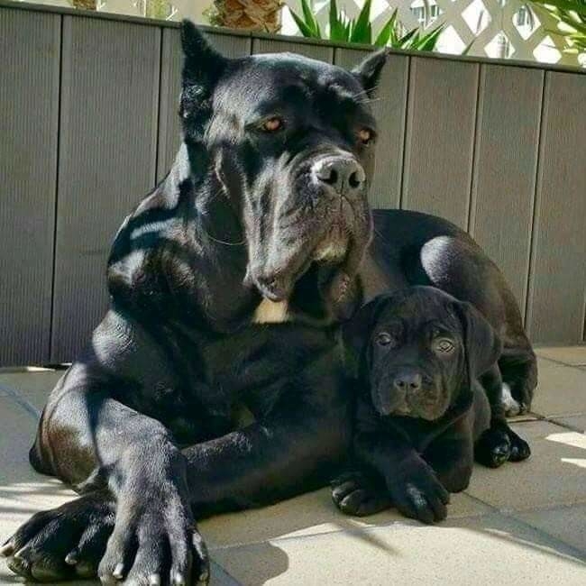 Собаки
