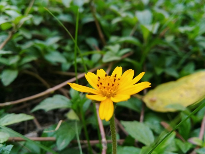 the yellow flower