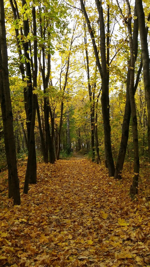 Осенний парк