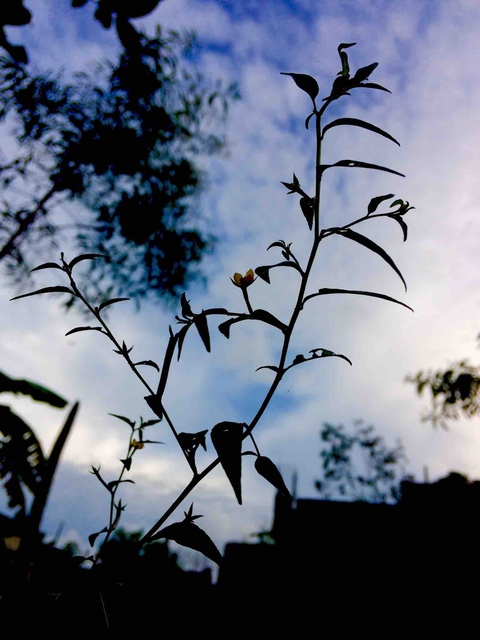 #nature