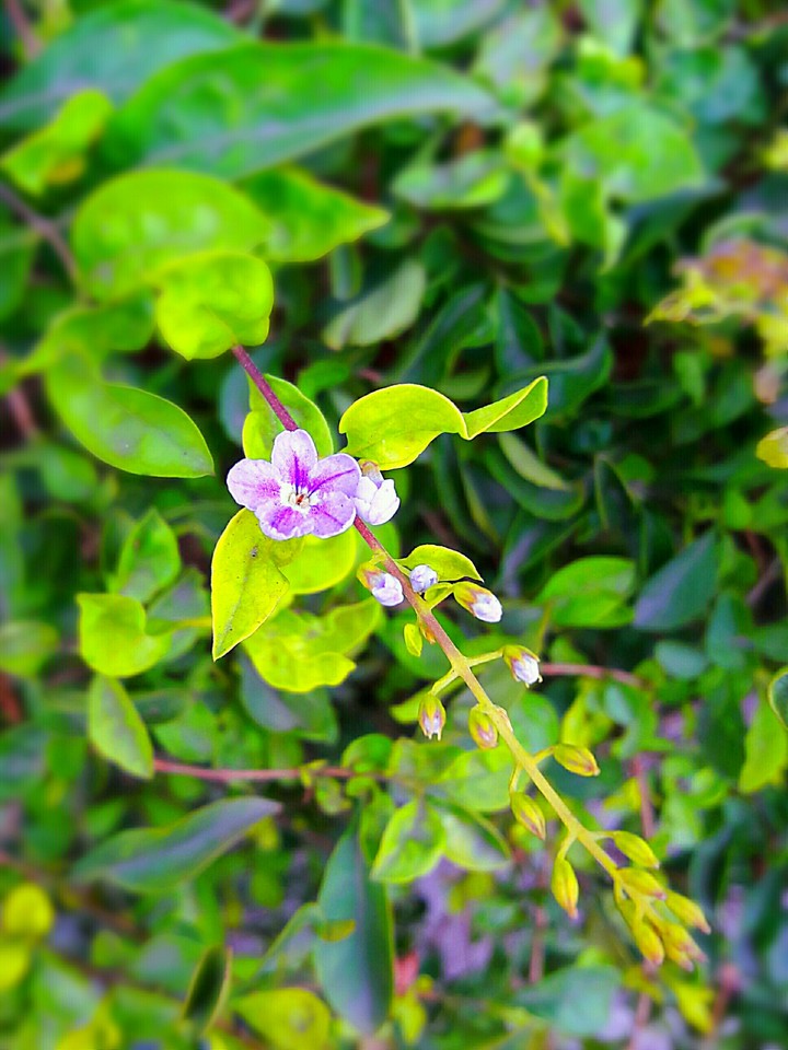 nature it is...