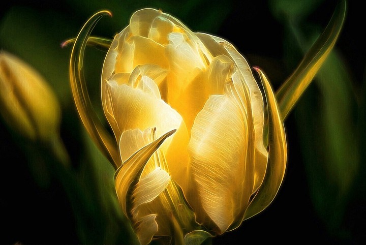 gold rose