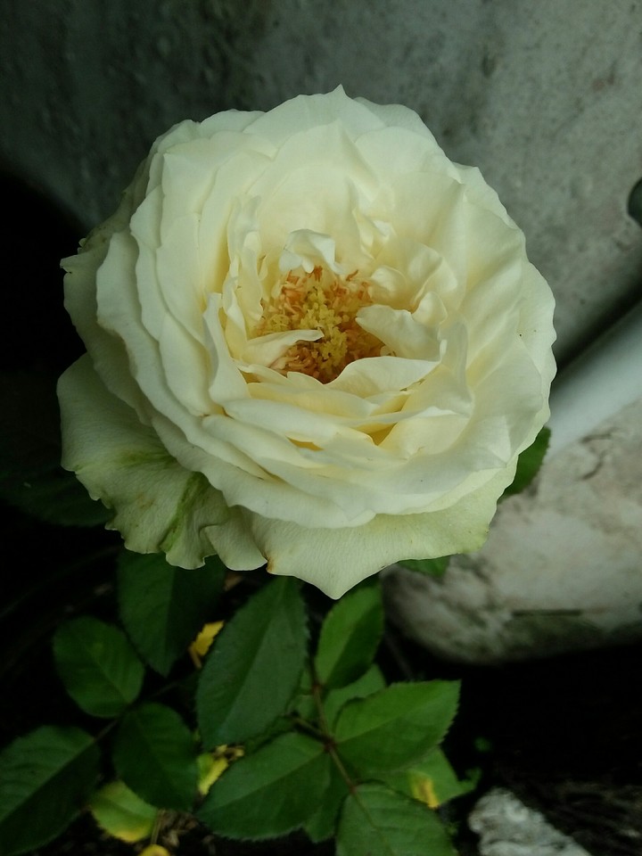 white flower
