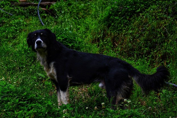 #Dog
