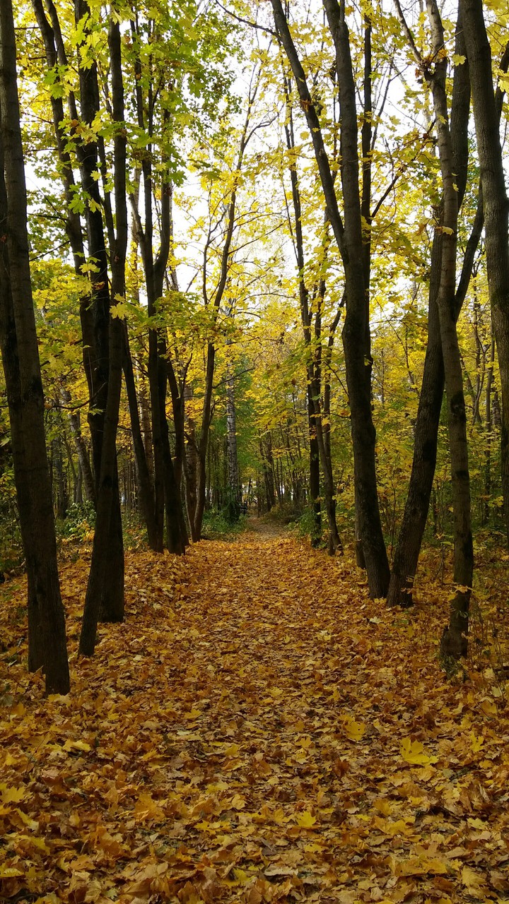 Осенний парк