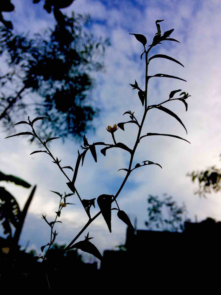#nature