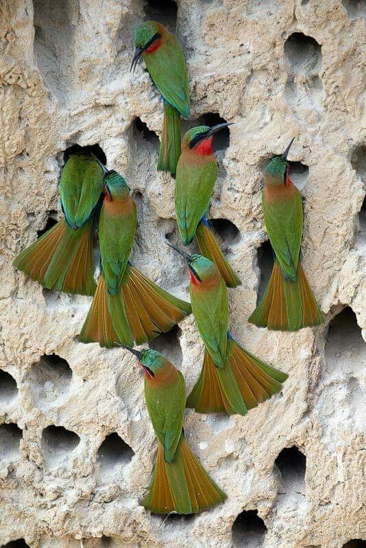 Parrot