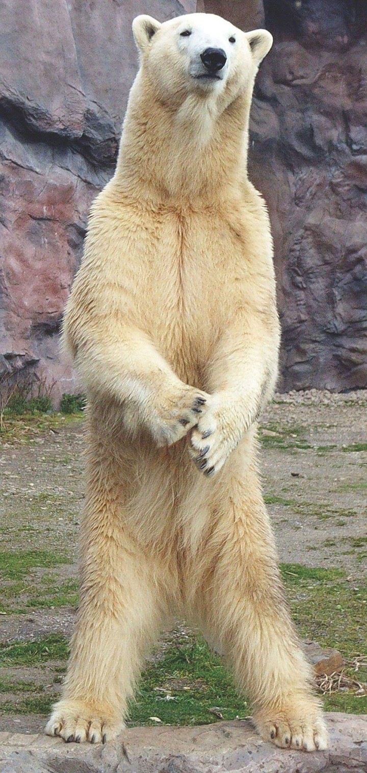 Animals acting