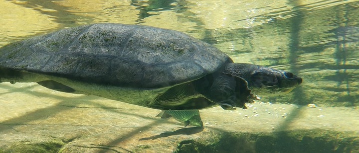 Turtle