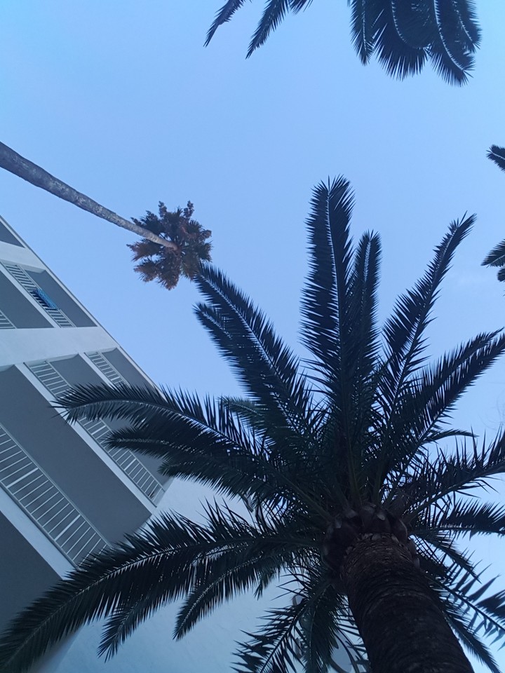 palm trees