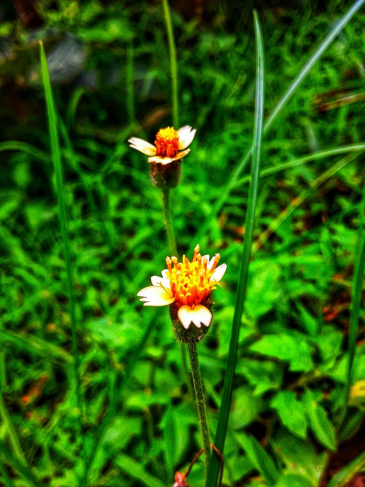 yellow flowers