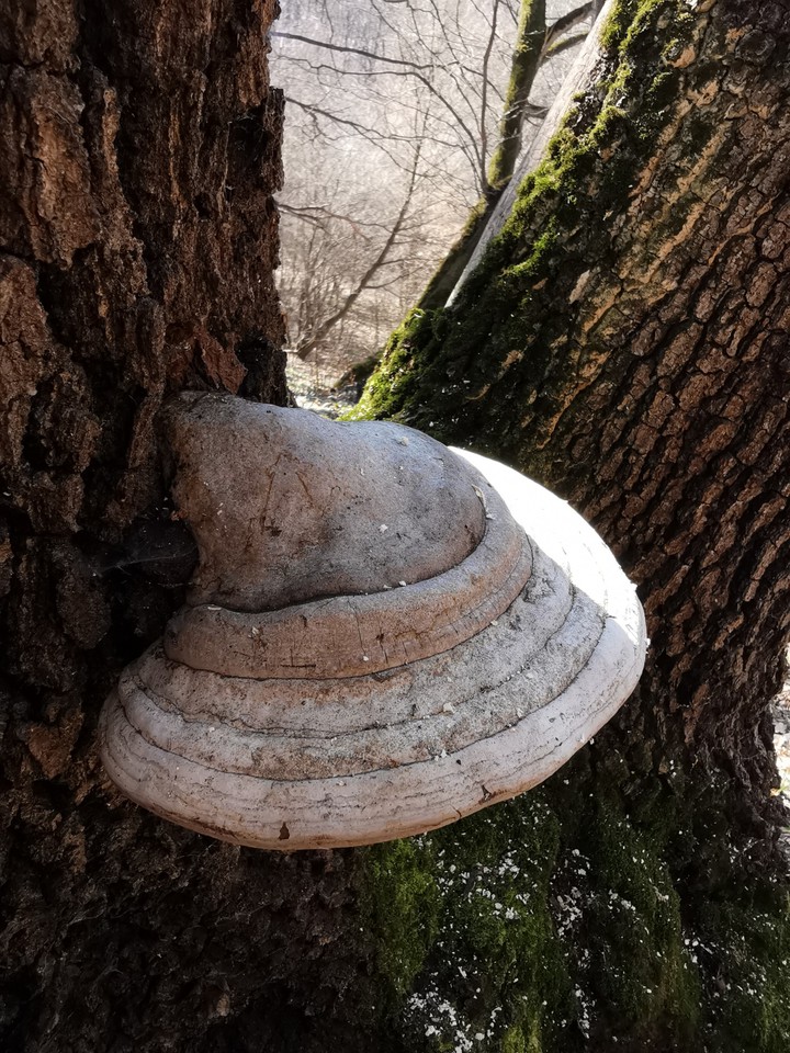 mushroom