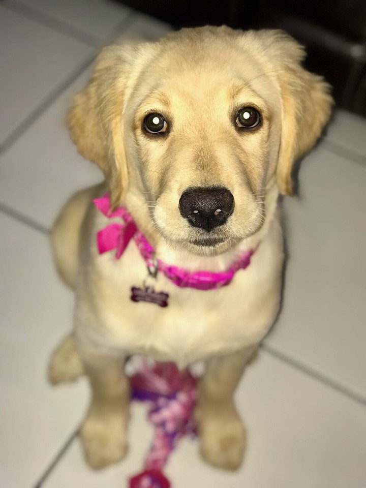 Luna Golden Retriever