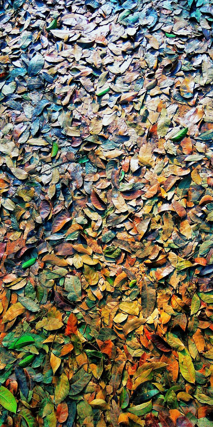 leaves