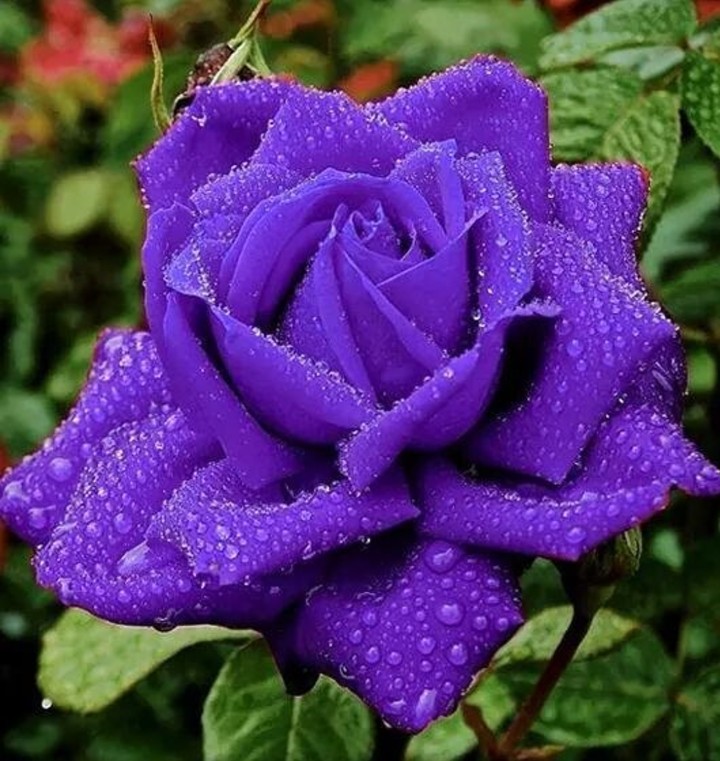 purple Rose