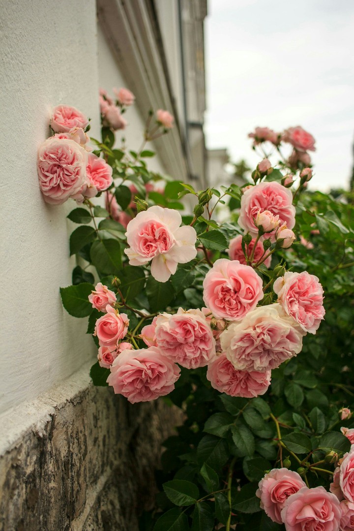 Roses