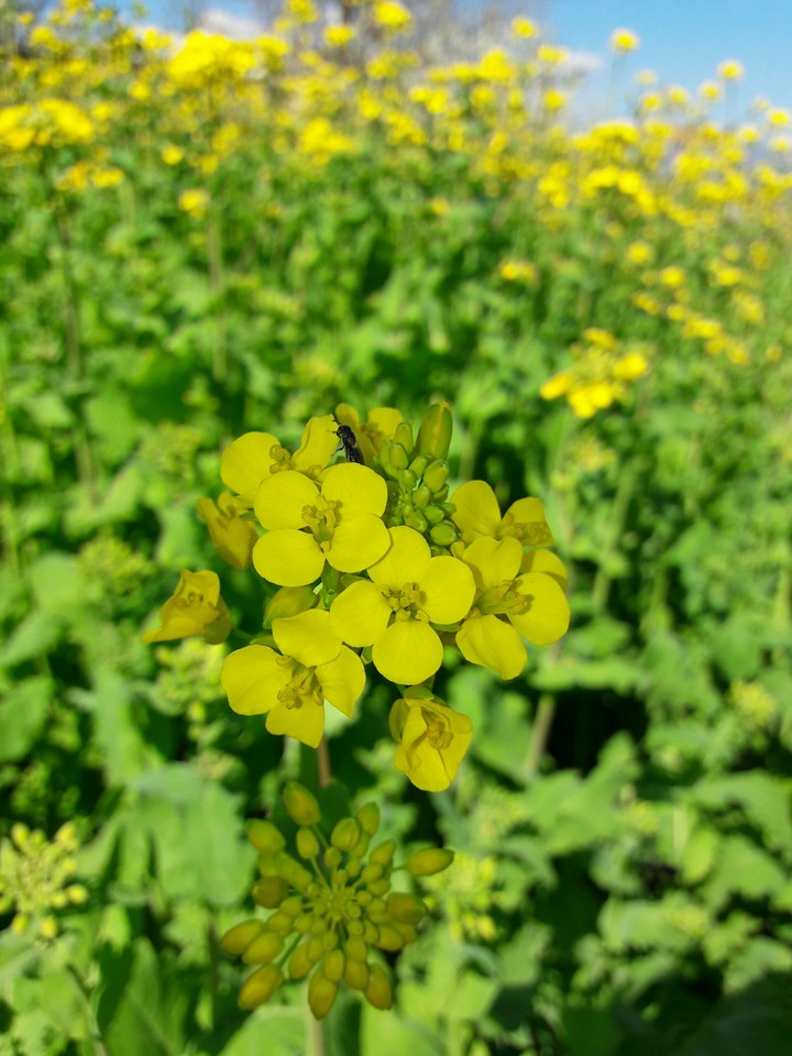 spring