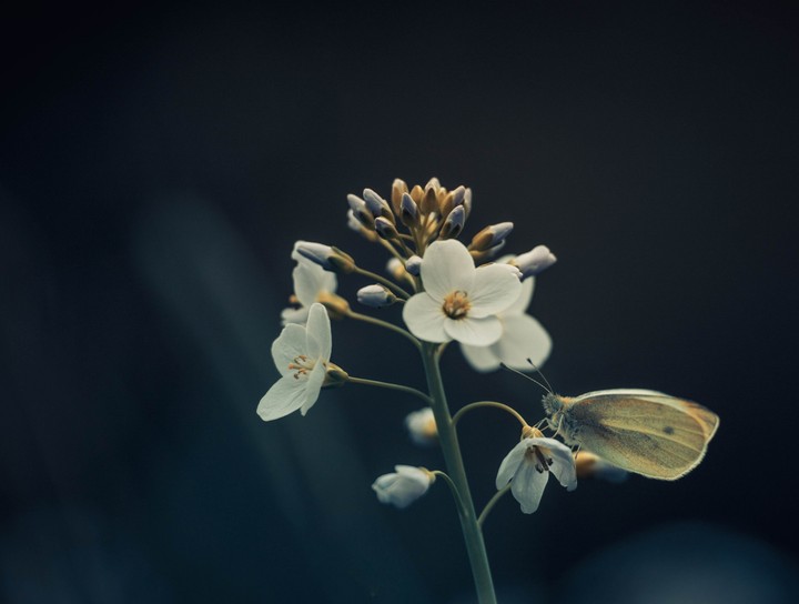 Butterfly on Flowers