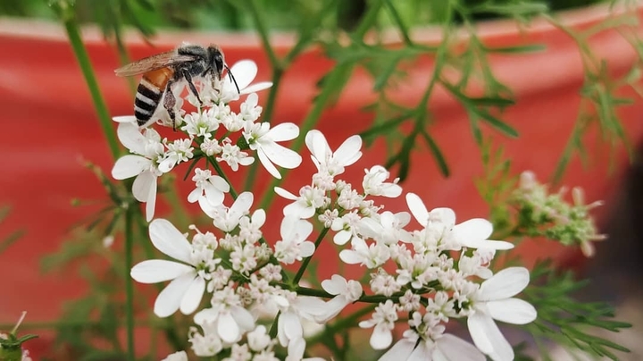 Honeybee on Flower