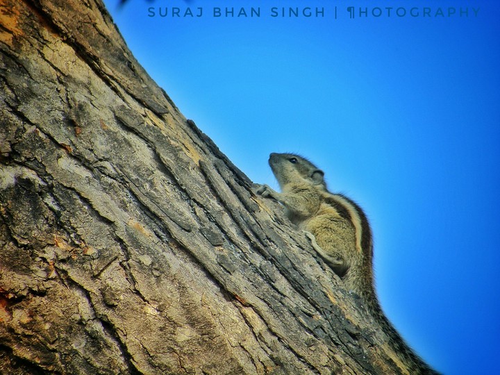 sbs photography