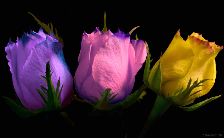Roses