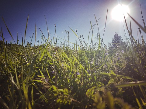 sunny days