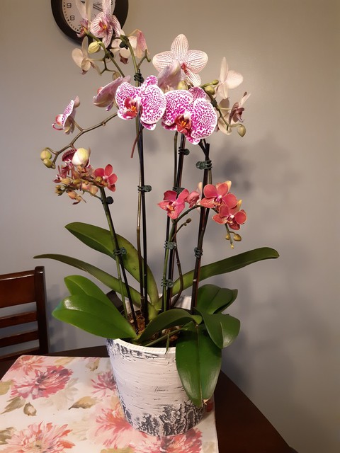 Orchids