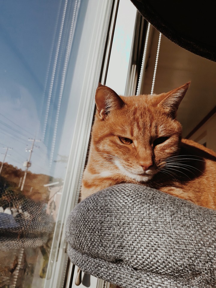 bol&pen) my cat ♥️♥️♥️