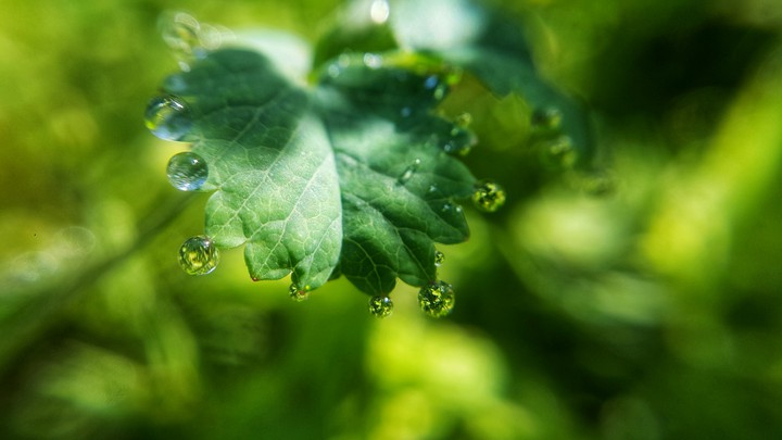 Macro world