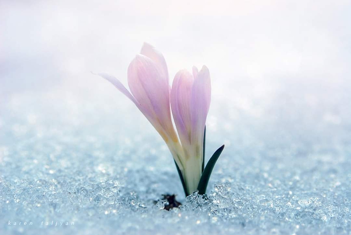 Snowflower!