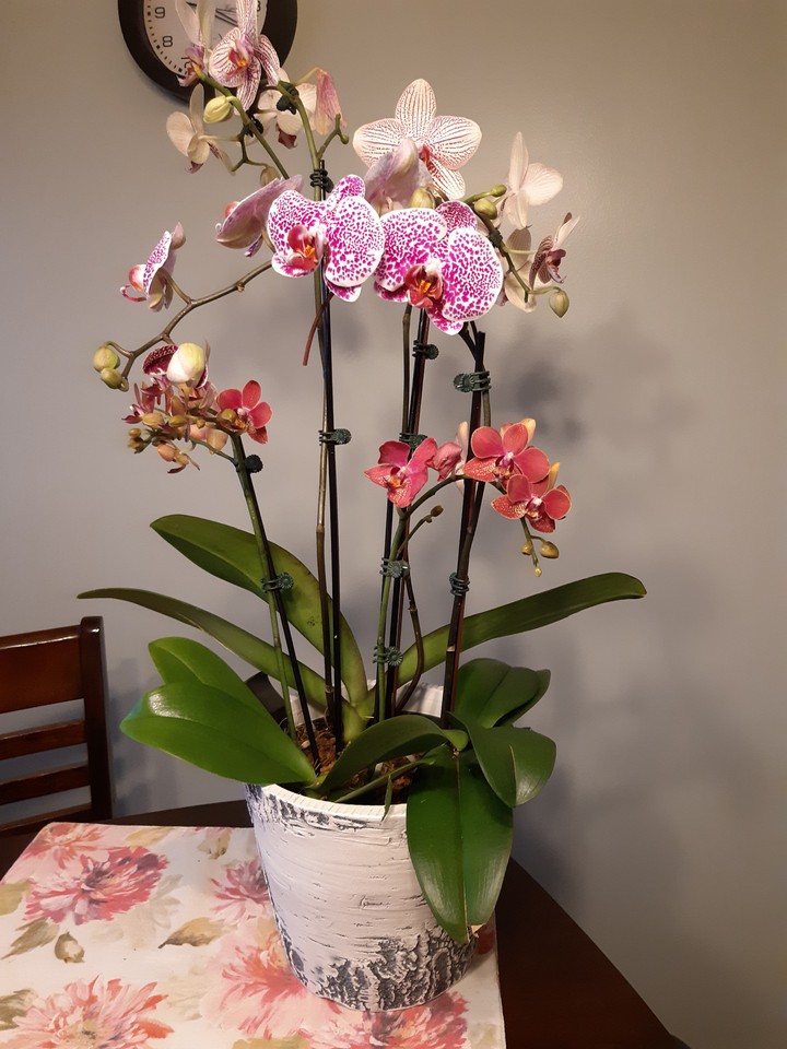 Orchids