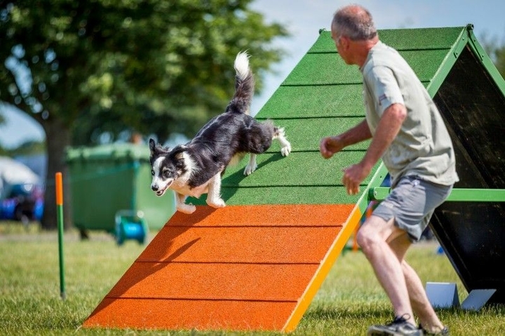 The Border Collie Because There Is No Better Dog