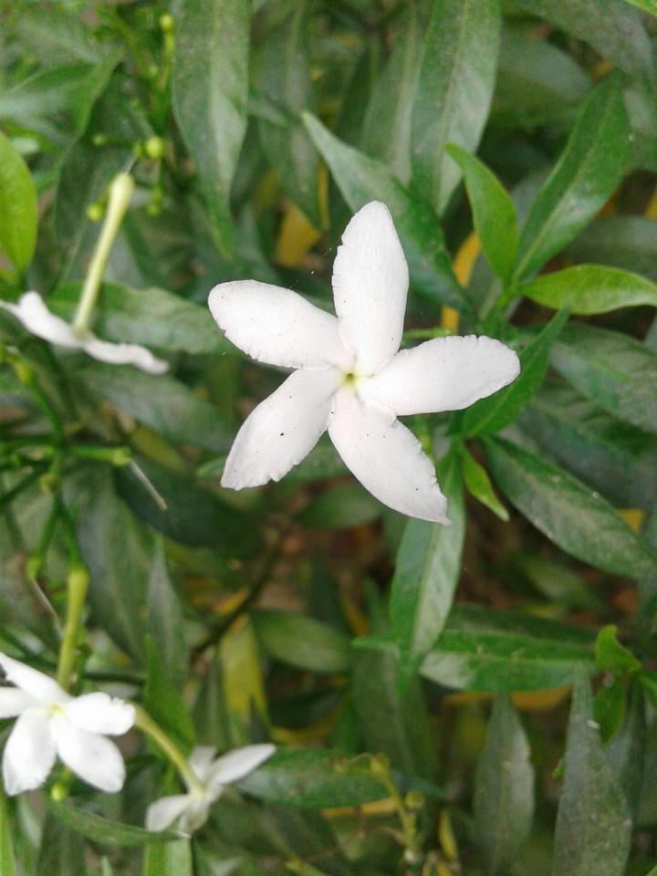 flower