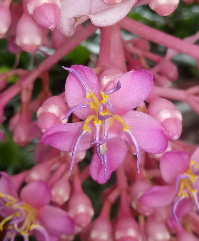 Flor Pequena