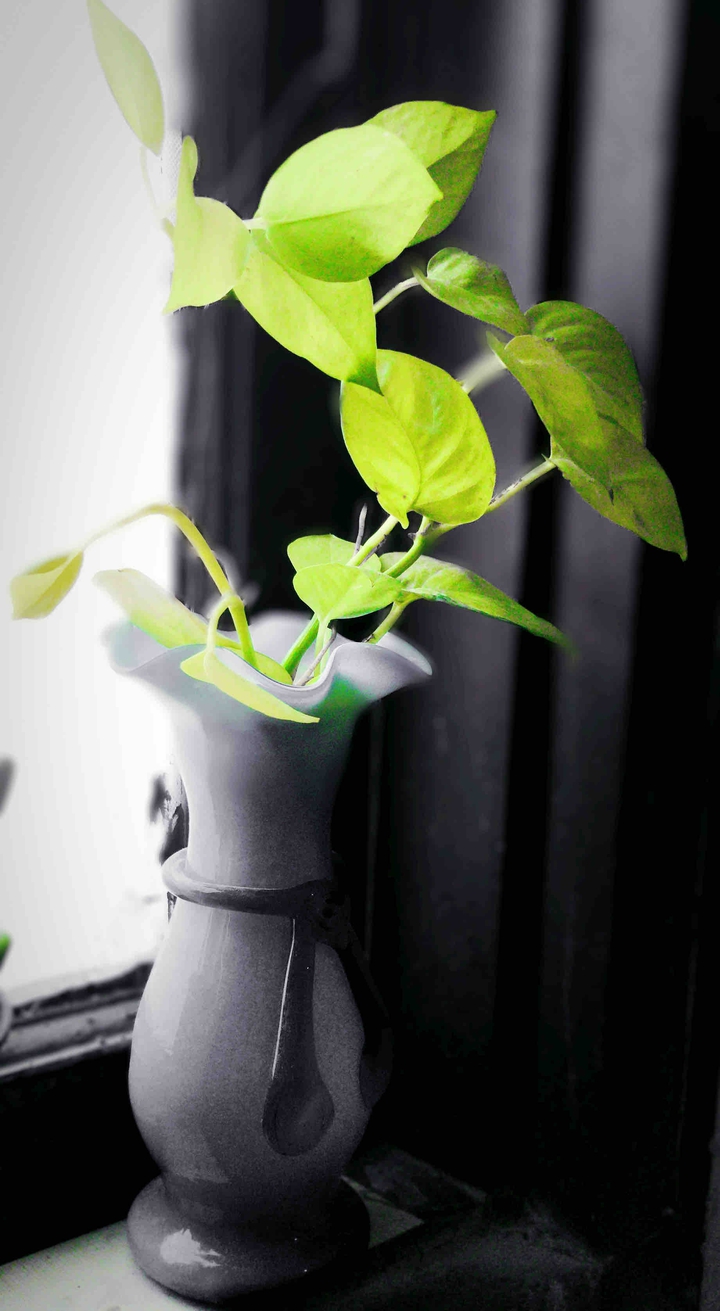 pothos