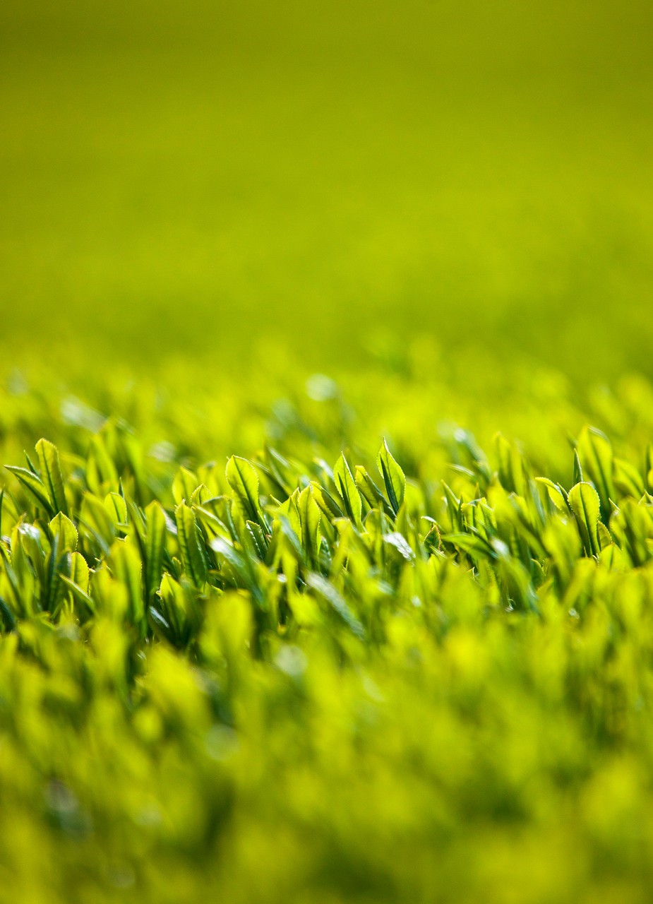 Green Sprout