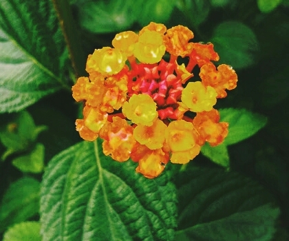 flower