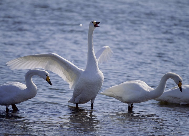 Birds