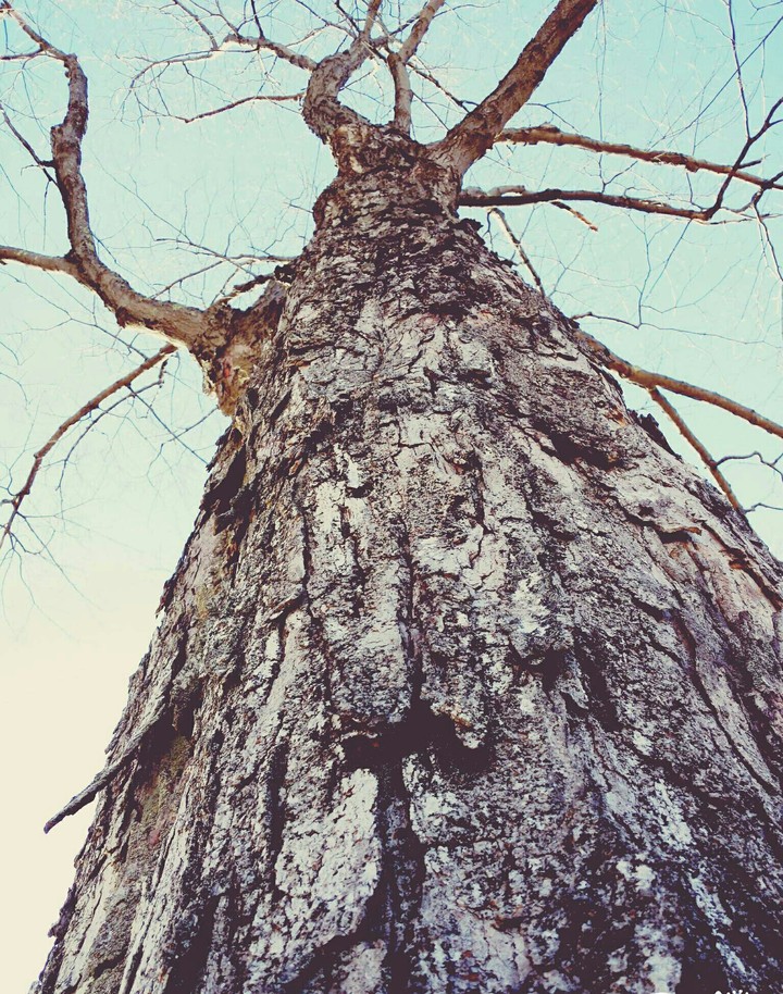 Magical Tree