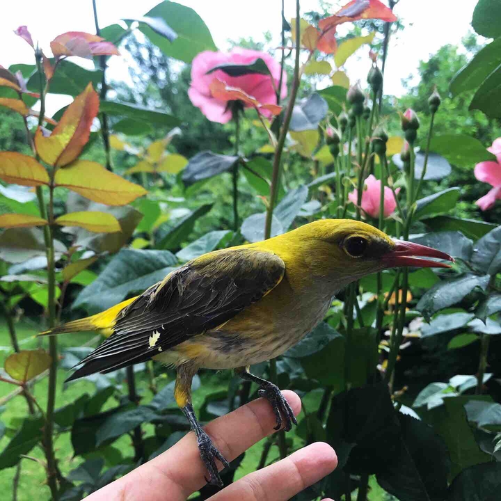 a pic of a bird