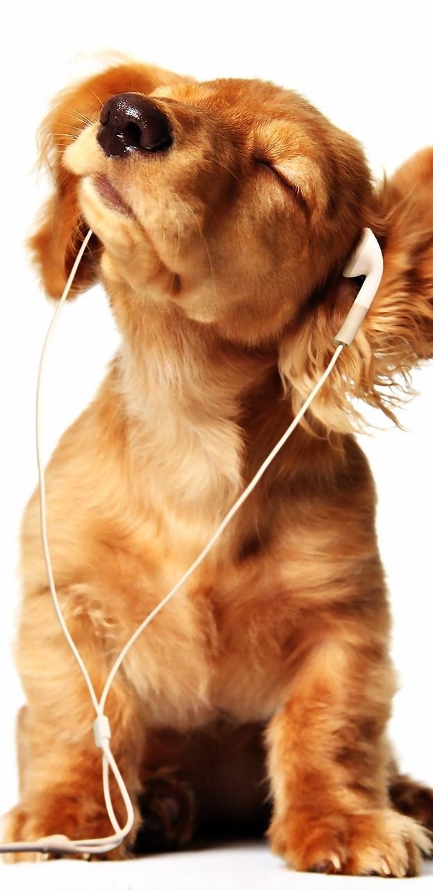 everyone love music?