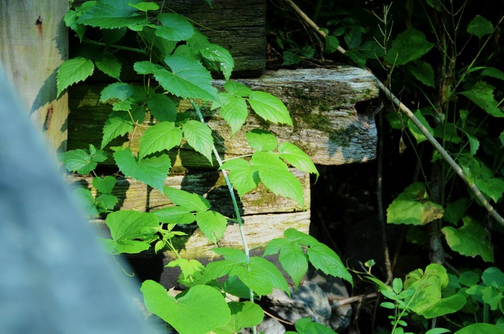Vines